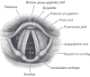           Voice Source Assessment